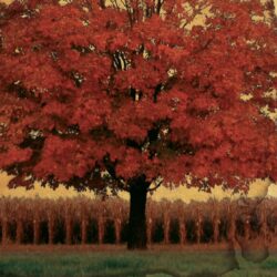 Stories From A Life - Book Download